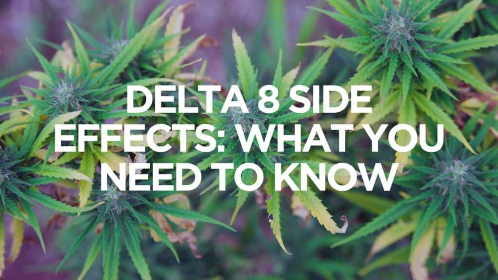 Delta 8 Side Effects What You Need To Know