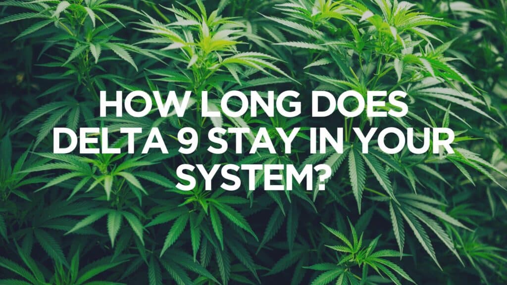 How Long Does Delta 9 Stay In Your System